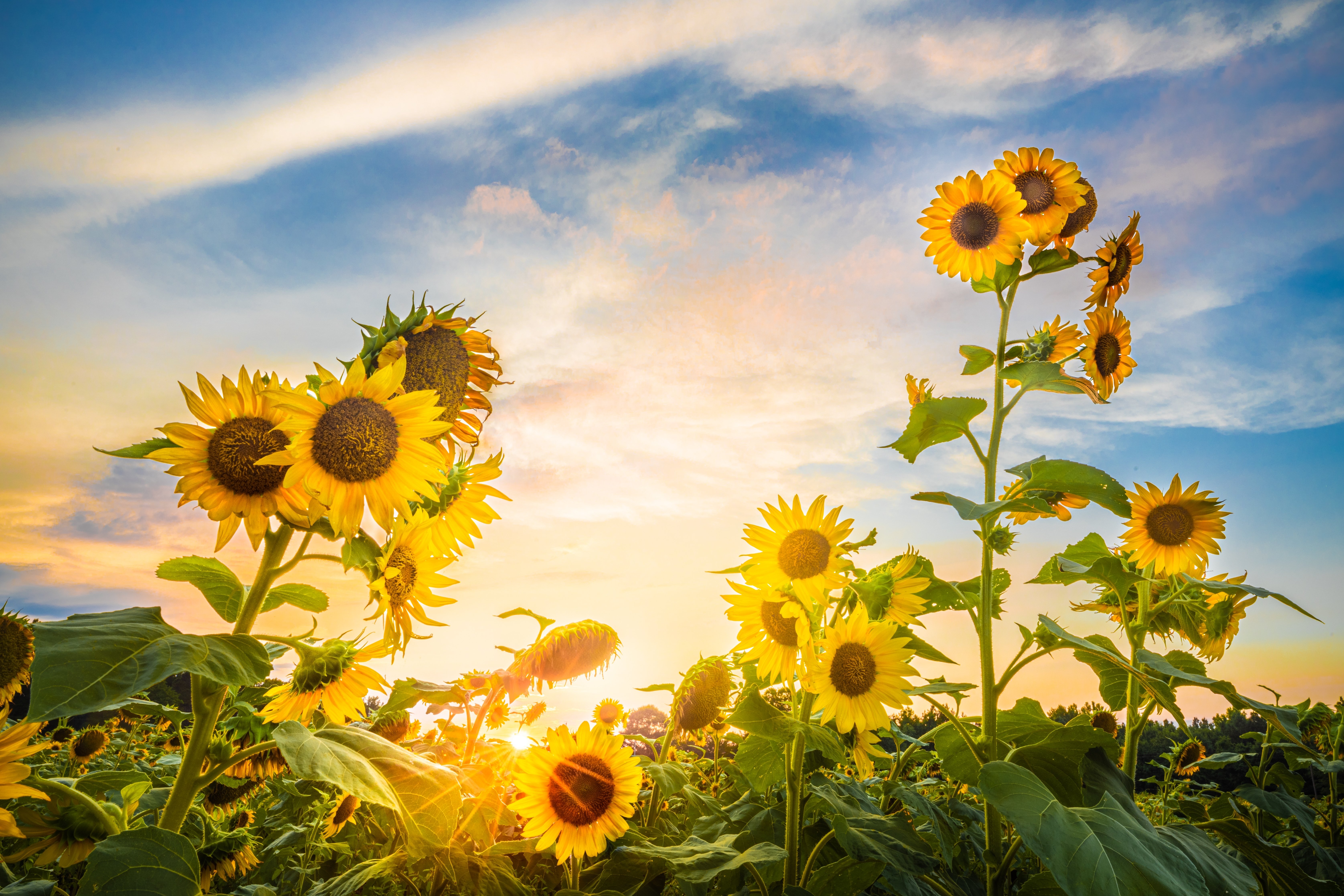 shutterstock_2184396687-1